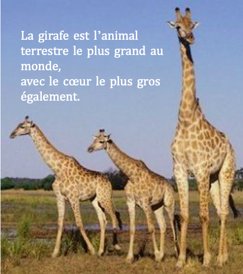 Deux Symboles En CNV Le Chacal Et La Girafe.